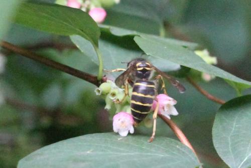 Dolichovespula media